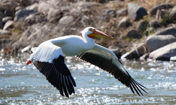 American Pelican Saskatchewan in Flight Rural Prairie