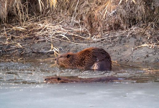 Beaver in Spring Canada Saskatchewan busy working