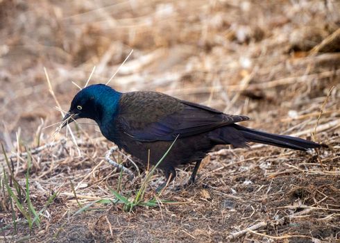 Balckbird Grackle on Ground close up foraging