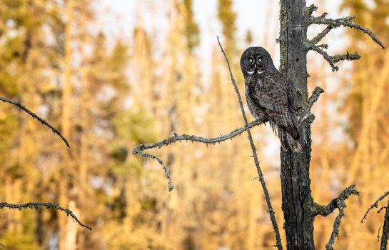 Great Grey Owl Saskatchewan perched in Dead Tree