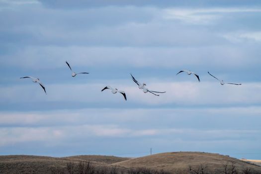 American Pelican Saskatchewan in Flight Rural Prairie