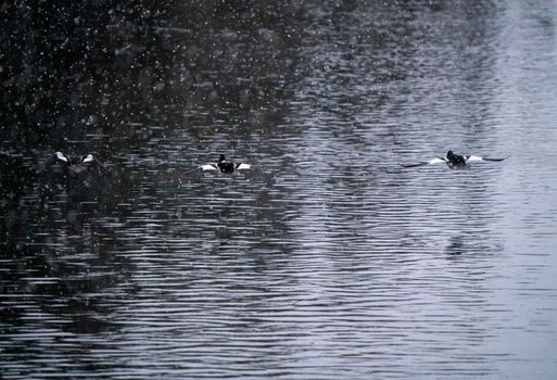 Goldeneye Ducks Saskatchewan Northern Boreal Fprest Pond