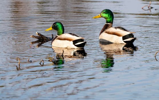 Mallard Duck Saskatchewan in a pond Springtime