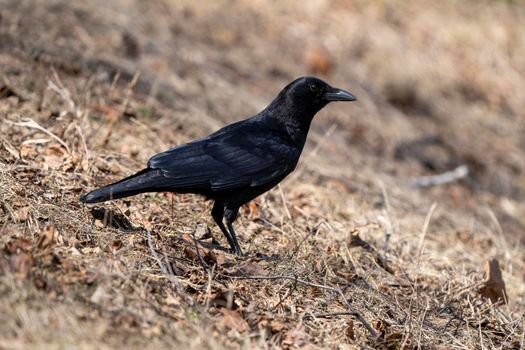 Blackbird Crow on Ground in Saskatchewan Canada