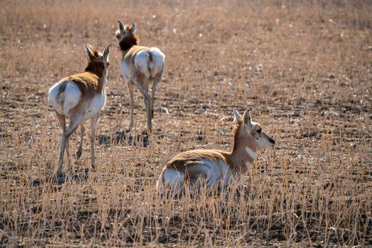 Pronghorn Antelope Saskatchewan in Springtime Farmers field