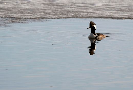 Hooded Merganser Ducks in Northern Saskatchewan Canada