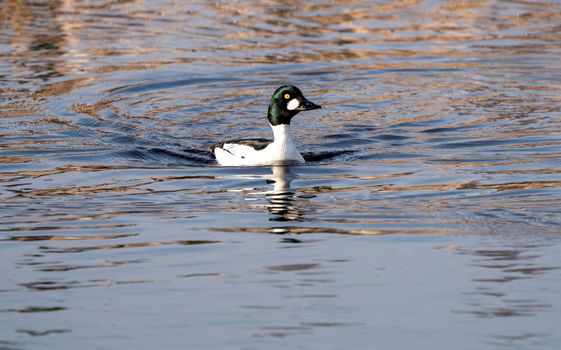Goldeneye Ducks Saskatchewan Northern Boreal Fprest Pond