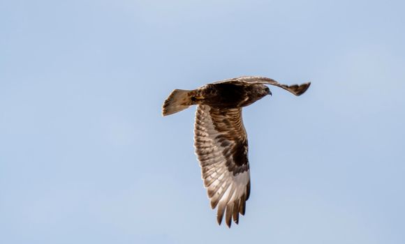 Hawk in Saskatchewan Canada in flight Canada