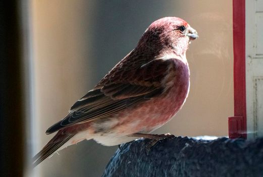 Pine Grosbeak Saskatchewan Close up at Feeder