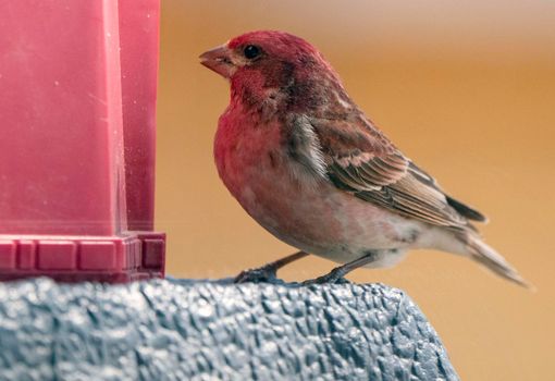 Pine Grosbeak Saskatchewan Close up at Feeder