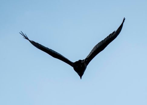 Turkey Vullture in Flight in Northern Saskatchewan Canada