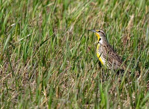 Meadowlark in Field Saskatchewan Canada Prairie Spring