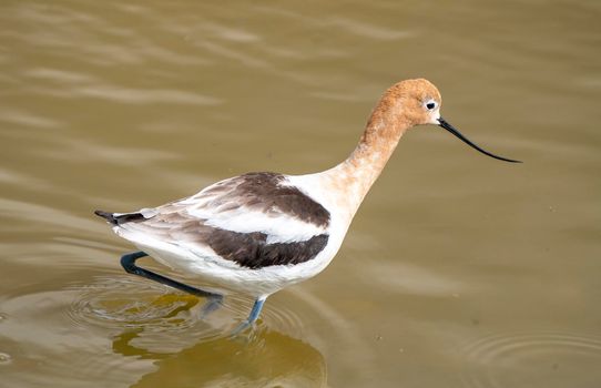 Avocet in Saskatchewan in Spring Pond Prairie