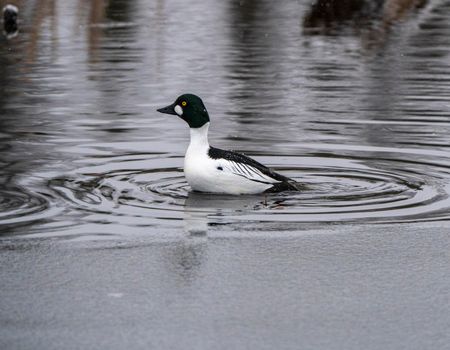 Goldeneye Ducks Saskatchewan Northern Boreal Fprest Pond