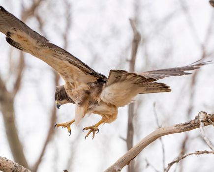 Hawk in Saskatchewan Canada in flight Canada