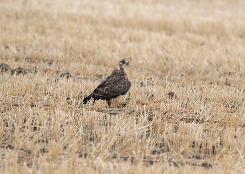 Hawk in Saskatchewan Canada in field  Canada