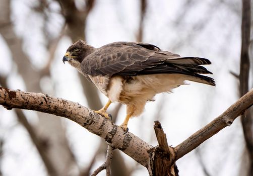 Hawk in Saskatchewan Canada in tree Canada