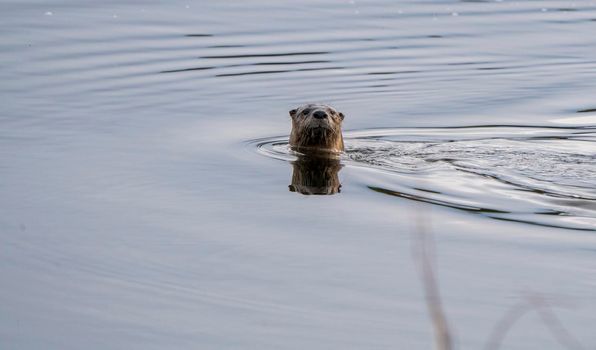 Close Up River Otter Northern Saskatchewan Canada