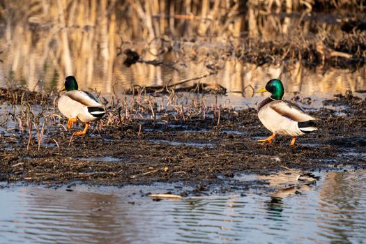 Mallard Duck Saskatchewan in a pond Springtime