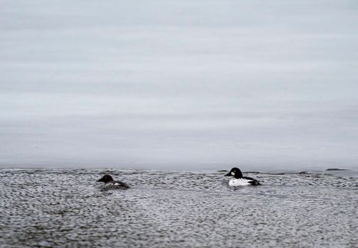Goldeneye Ducks Saskatchewan Northern Boreal Fprest Pond