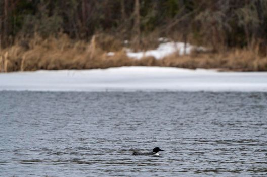 Northern Common Loon in a Saskatchewan Lake Canada