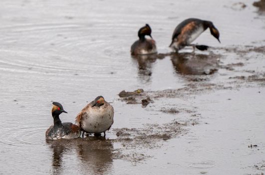 Eared Grebe Canada in a Sasktchewan Pond Springtime