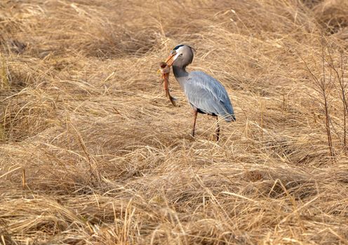 Great Blue Heron with Fish in mouth Pike