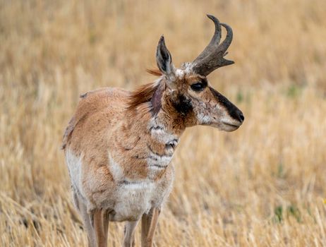 Pronghorn Antelope Saskatchewan in Springtime Farmers field