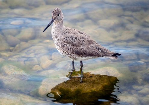 Godwit Saskatchewan Canada shorebird migration feeding pond