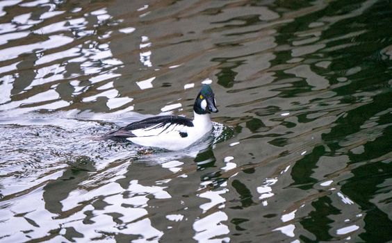 Goldeneye Ducks Saskatchewan Northern Boreal Fprest Pond