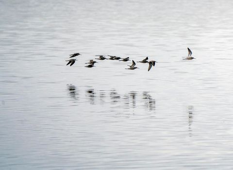 Shorebirds in Flight across a Saskatchewan Lake