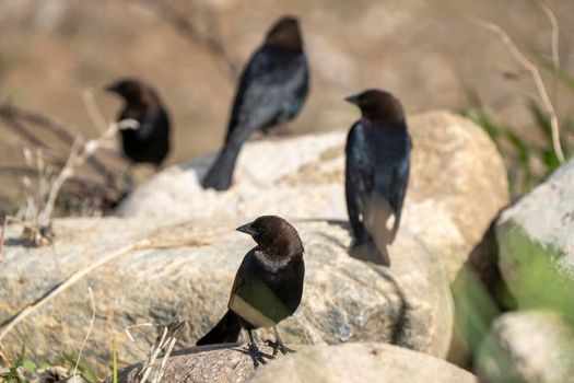 Cowbird in Saskatchewan Canada Springtime migration Wildlife
