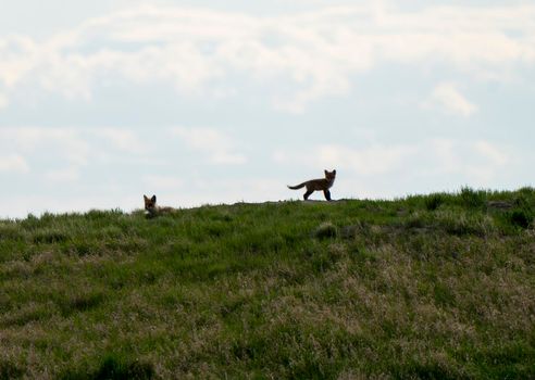 Fox Kits at Den playing at sunset Canada