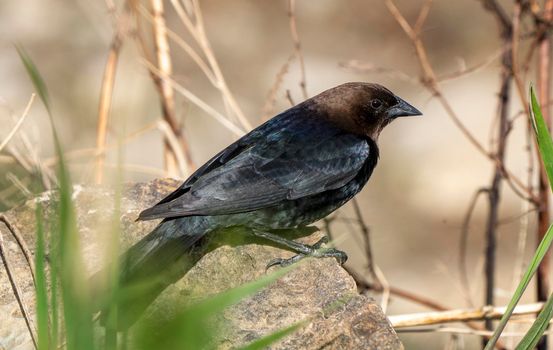 Cowbird in Saskatchewan Canada Springtime migration Wildlife