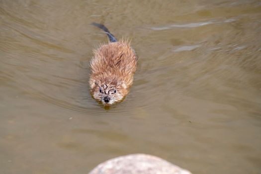 Muskrat in Pond in Saskatchewan Canada Springtime