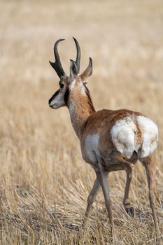 Pronghorn Antelope Saskatchewan in Springtime Farmers field
