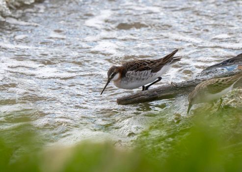 Wilson's Phalarope Saskatchewan in a pond springtime Canada