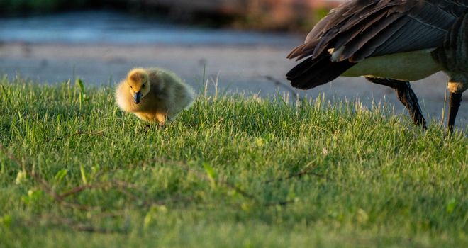 Goose Goslings Canada at Sunrise Northern Saskatchewan