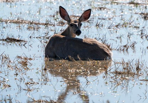Deer in Pond Hot Day Prairie Saskatchewan