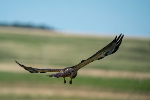 Hawk in Saskatchewan Canada in flight Canada