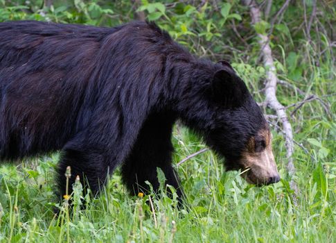 Black Bear Northern Canada Saskatchewan Spring Wild