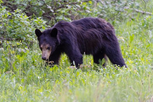Black Bear Northern Canada Saskatchewan Spring Wild