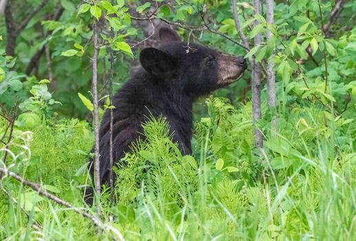 Black Bear Northern Canada Saskatchewan Spring Wild