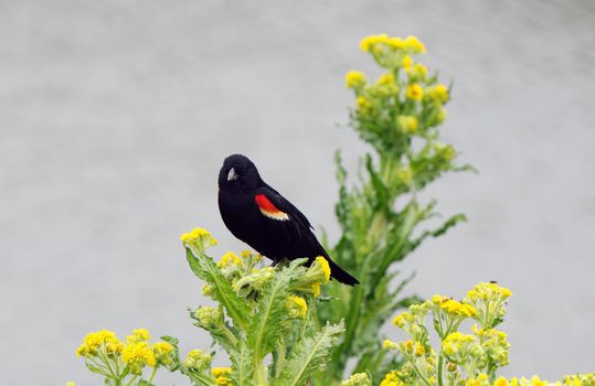 Red Wing Blackbird in Spring Saskatchewan Canada