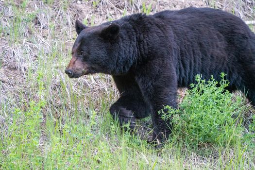 Black Bear Northern Canada Saskatchewan Spring Wild