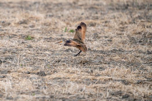 Godwit Saskatchewan Canada shorebird migration feeding pond
