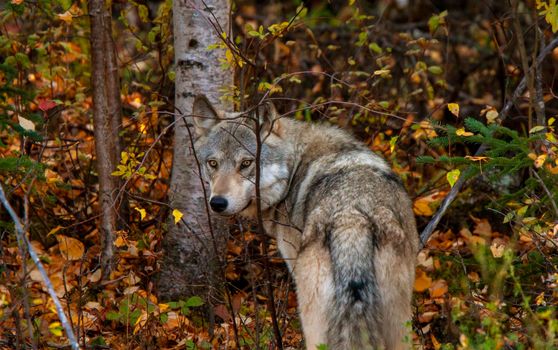 Wild Timber Wolf Canada peeking at Tree Line