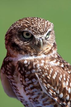 Burrowing Owl Close Up Portrait blurry background