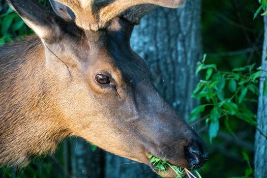Elk Close Up in Northern Saskatchewan Canada