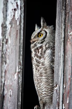 Great Horned Owl Barn in Saskatchewan Canada Perched